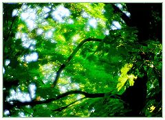 photo "The One and Only Chosen by the Sun"