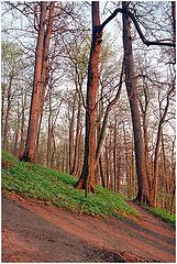 photo "trees. three."