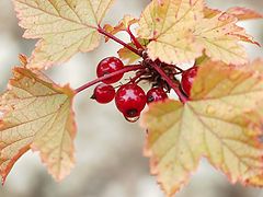 photo "Autumn"