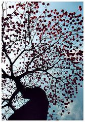 фото "tree on my street"