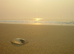 фото "A tear drop of the ocean"