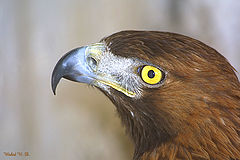 фото "Profile of a hawk"