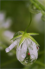 фото "Stellaria II"