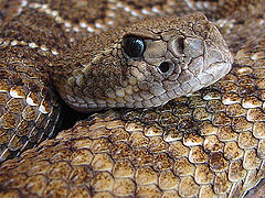 photo "Western Rattlesnake"