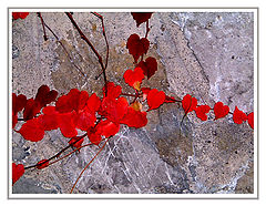 фото "Сердца"