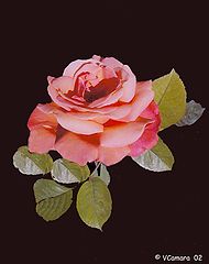 фото "My Rose II"