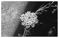 фото "The Moon and the flower"