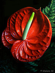 фото "Anturio"