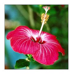 фото "Flower #05"