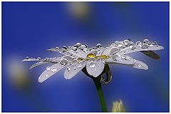 фото "Water Drops"