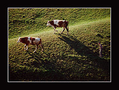 photo "Cowboy 3"