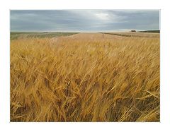 фото "Fields"