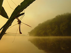 фото "Mosquito`s dream"