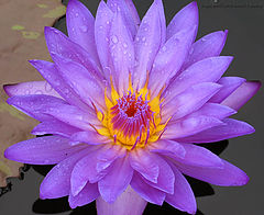 photo "#02 "Water Flame" Album"