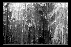photo "Evil forest"