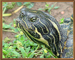 photo "Turtle"