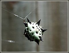 photo "UFO"