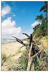 photo "Landscape with cuted tree"