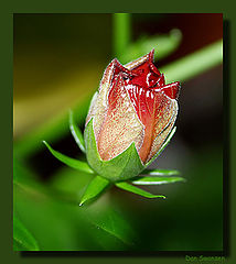 photo "Hibiscus"