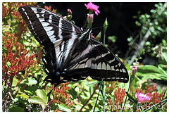 фото "Black Beauty"