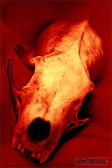 photo "RedDeath"