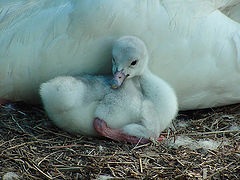 photo "Trumpeter Swan Cygnet"