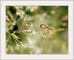 photo "From life of insects (From rise to landing...)"