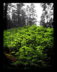 фото "untitled"
