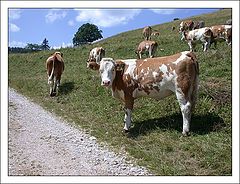 photo "Cows"