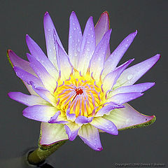 photo "#4 "Water Flame" Album"