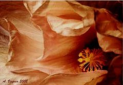 фото "" The burned flower""
