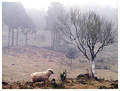 photo "Fog valley"