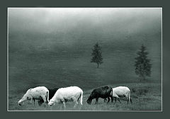 photo "Sheep"