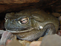 photo "Bette Davis Eyes?"