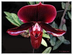фото ""Purple Orchid""