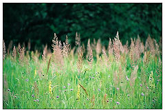 photo "Summer in the field"