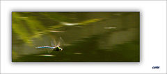 фото "Flying away"
