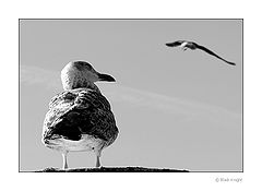 photo "Protected"