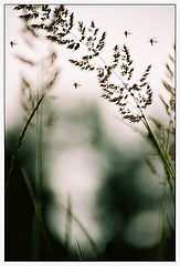 photo "Bzzzzz.....:)"