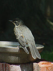 photo "American Robin"