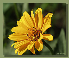 photo "The small sun..."