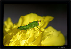 photo "Grasshopper (pretty)"