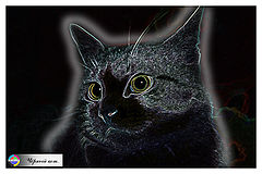 photo "Black cat..."