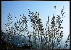фото "Freedom"