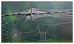 photo "Wire fence"