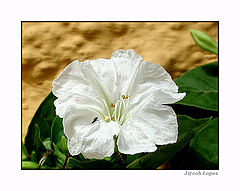 photo "white, green...and the fly"