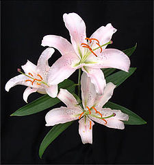 фото "White Lily"