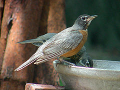 photo "American Robins at Communal Bird Bath"
