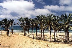 фото "Palm Beach"