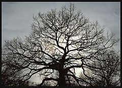 photo "Old  cities lungs"